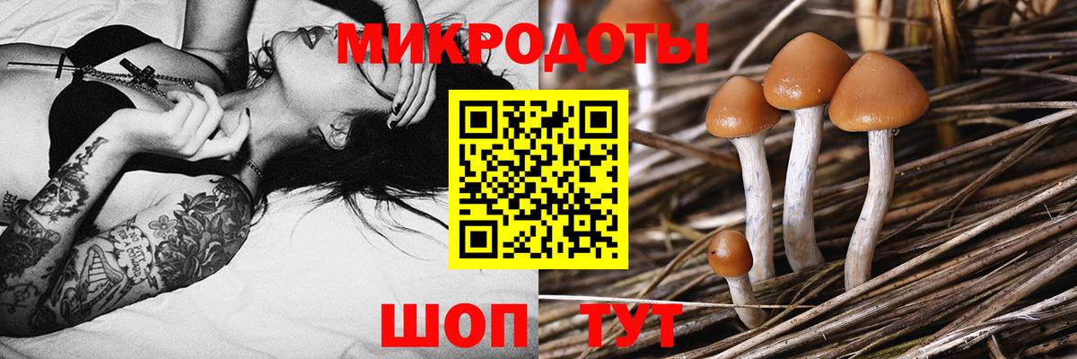 Галлюциногенные грибы Psilocybine cubensis Орск